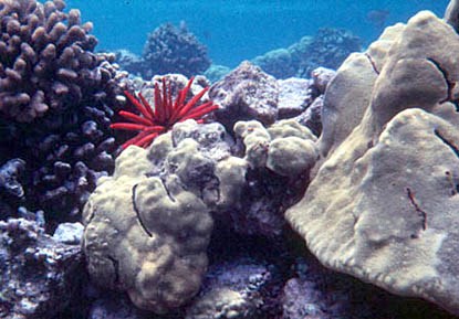 coral reef coral reef