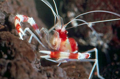 banded coral shrimp banded coral shrimp