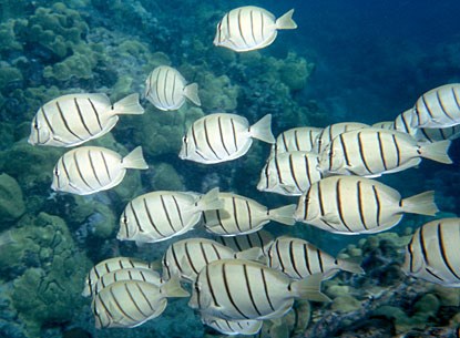 convict tang convict tang