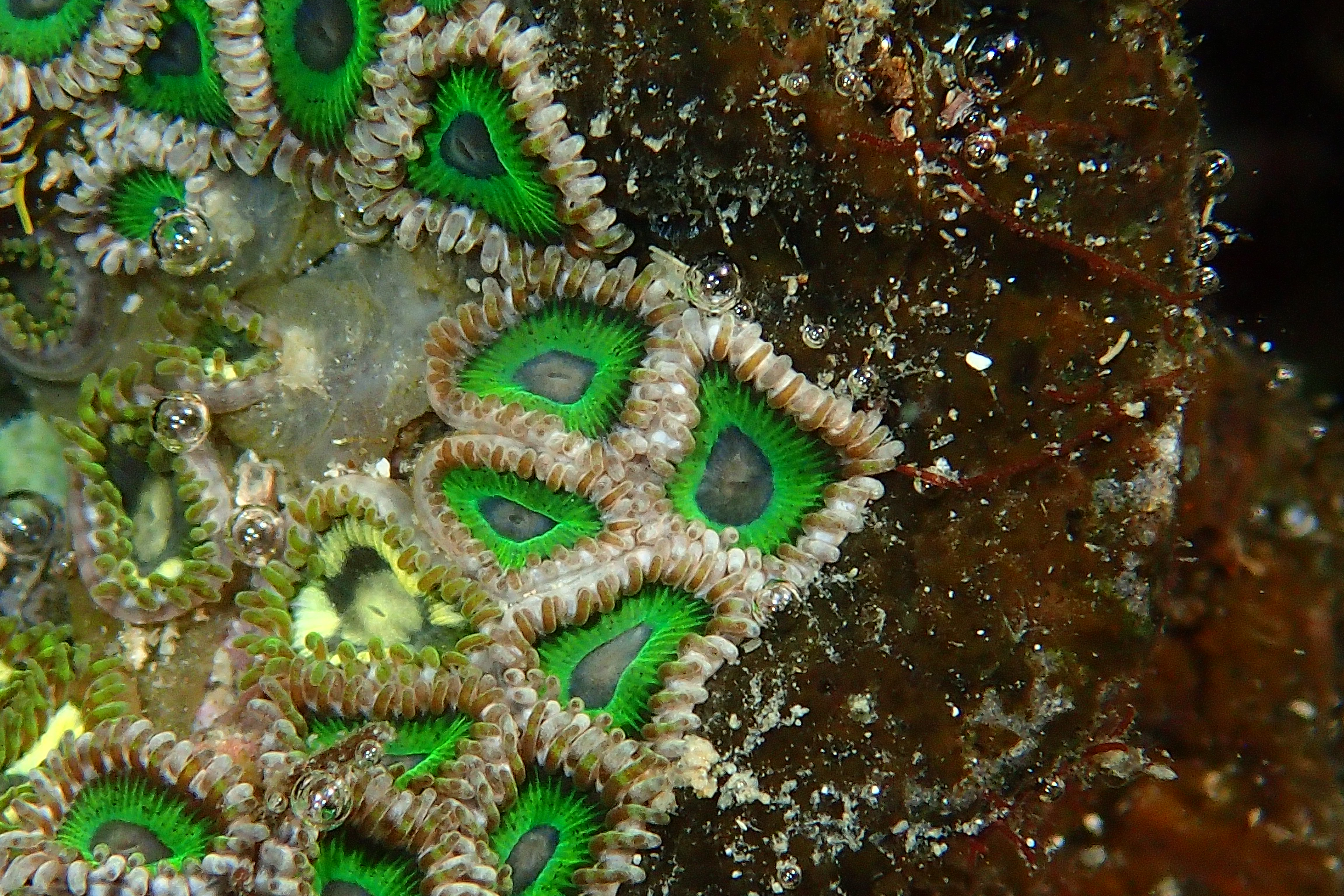 Marine Invertebrates That Form Reefs