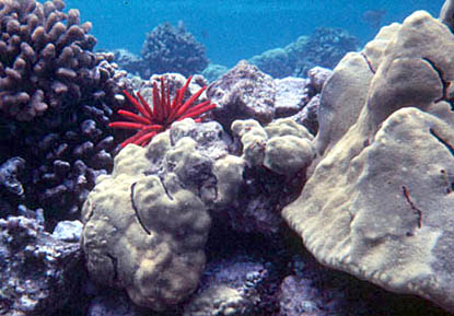 coral reef
