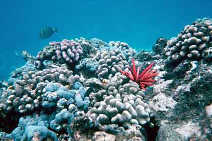 Coral reef at Kaloko-Honokau.