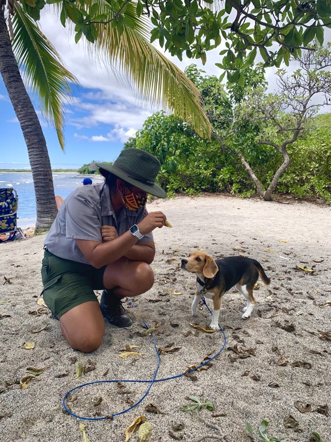 A ranger with a green breezer hat, kneeling down next to a beagle puppy