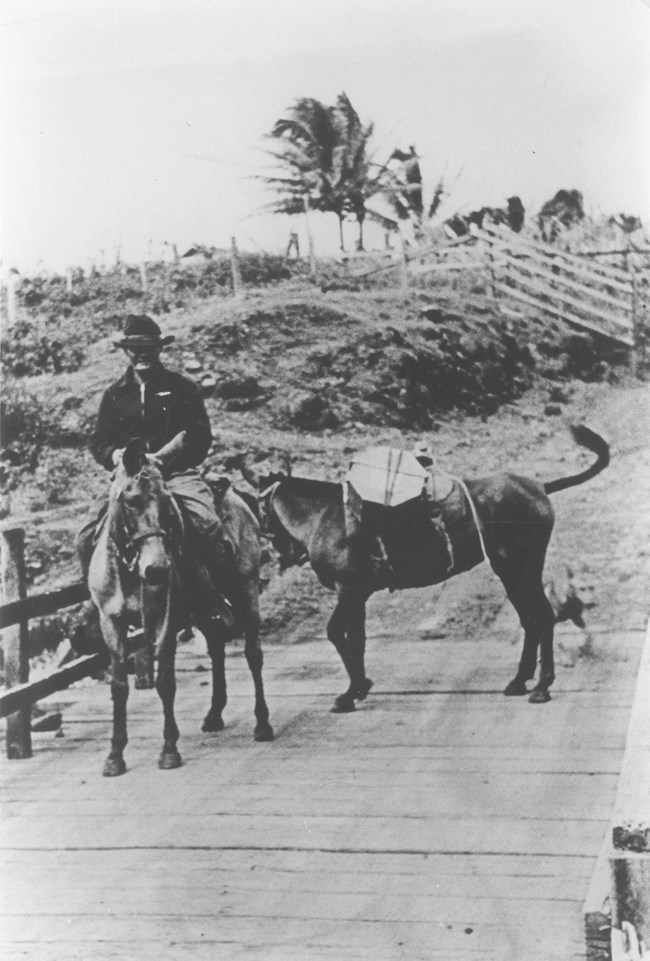 A black and white image of two mules with a man on one.
