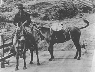 A black and white image of a man on a mule holding another mule