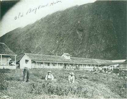 Photo 1900s Hawaii "Kalaupapa Leper Colony" 
