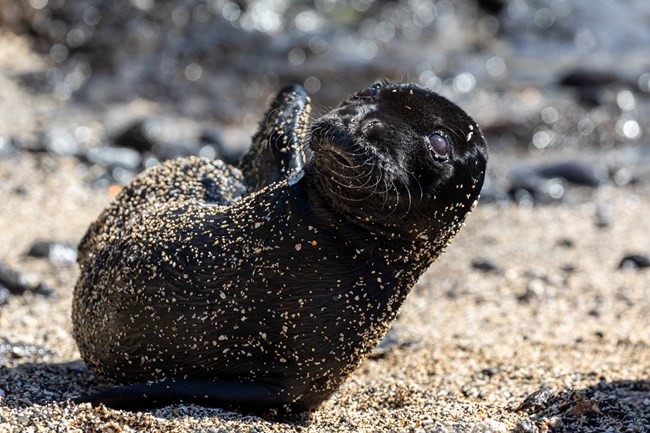 A small, black monk seal pup with one flipper in the air.