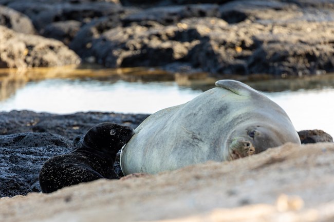 A small seal nursing on a larger seal.