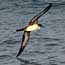 A white and brown bird, a wedge-tailed shearwater, flies close to the ocean surface.