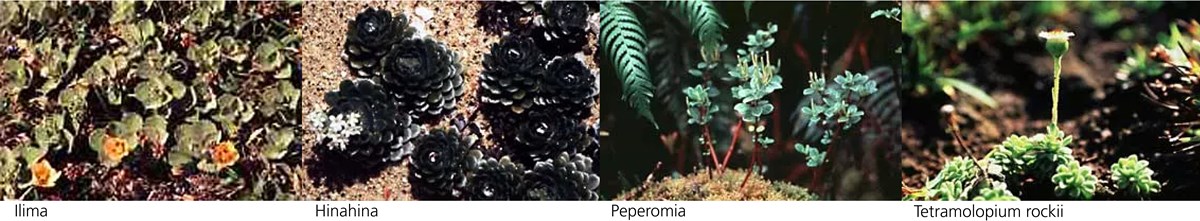 four photos of native plants with captions under each image reading, Ilima, Hinahina, Peperomia, and Tetramolopium rockii.