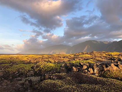 low vegetation with pali in the background.