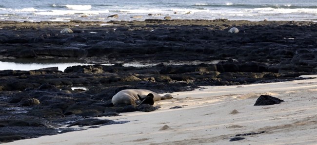 many monk seals on a rocky beach