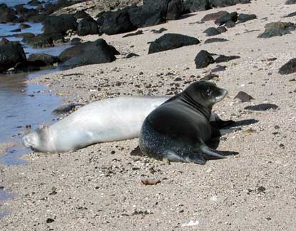 Young monk seals.  Both were born at this Kalaupapa beach.