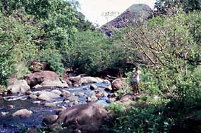 Waikolu Stream.