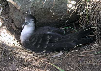 Wedgetail shearwater nesting on Huelo Islet.