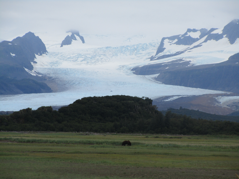 A bear grazes in a sedge meadow with Hallo Glacier in the backround