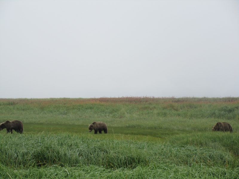 A family of bears grazes in a sedge meadow