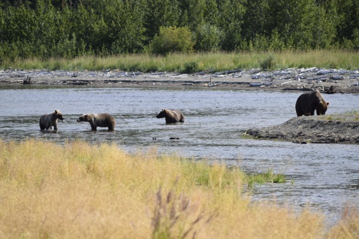 Three brown bear cubs in creek on the left with larger sow on rocky beach on the right Three brown bear cubs in creek on the left with larger sow on rocky beach on the right