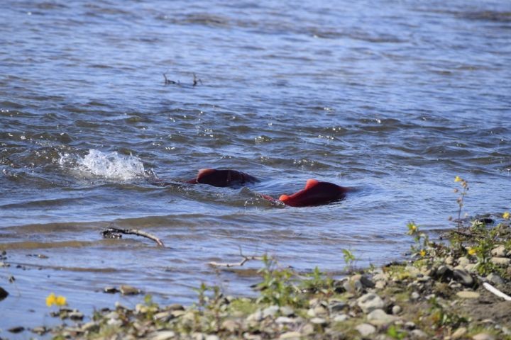 Two salmon swimming up a creek Two salmon swimming up a creek