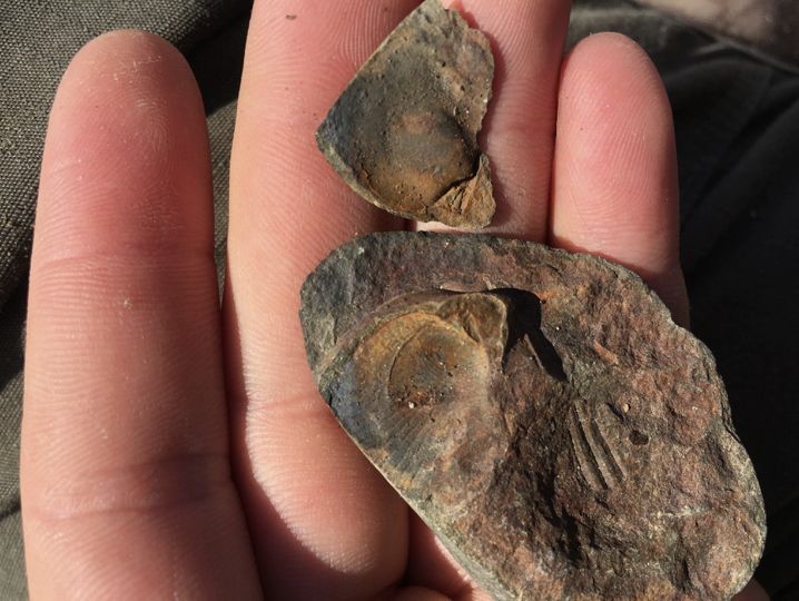 Small fossils held in the palm of a hand