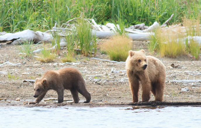 435 Holly's spring cub and adopted yearling at Margot Creek