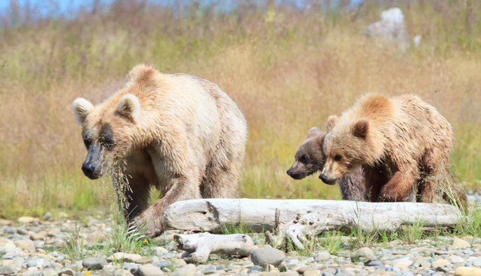 435 Holly, her spring cub, and adopted yearling near Margot Creek