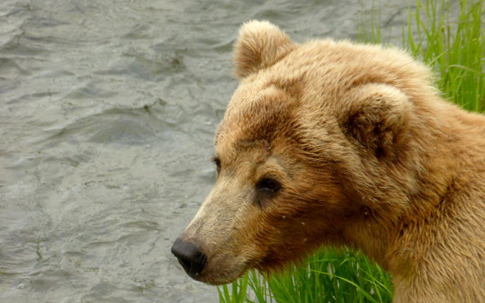 Profile of brown bear