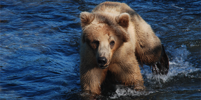 Bear walking in water