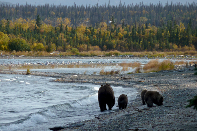 bear family walking on beach