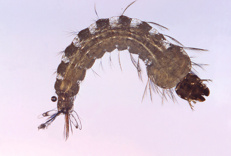 A mosquito larva