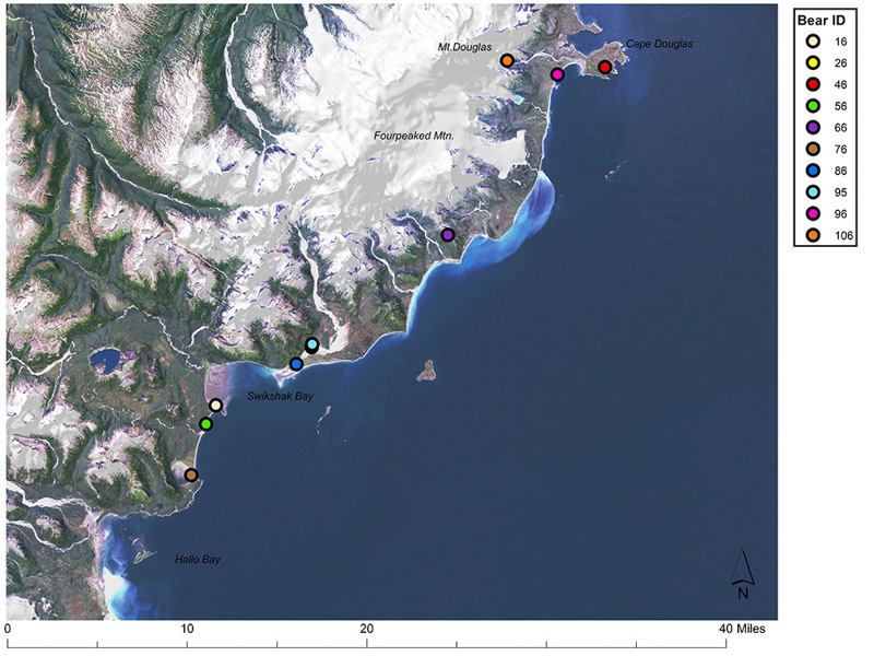 Colored dots represent bears' movements on a map of Katmai