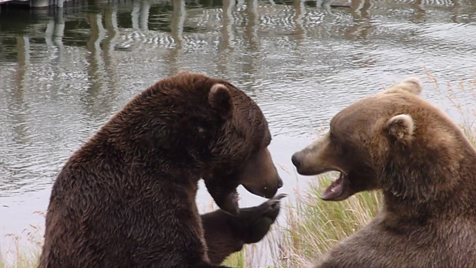 two bears spar