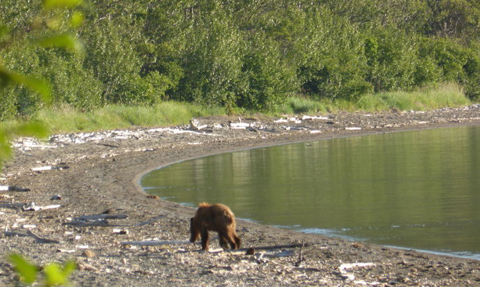 402's abandoned yearling on the beach at Brooks Camp