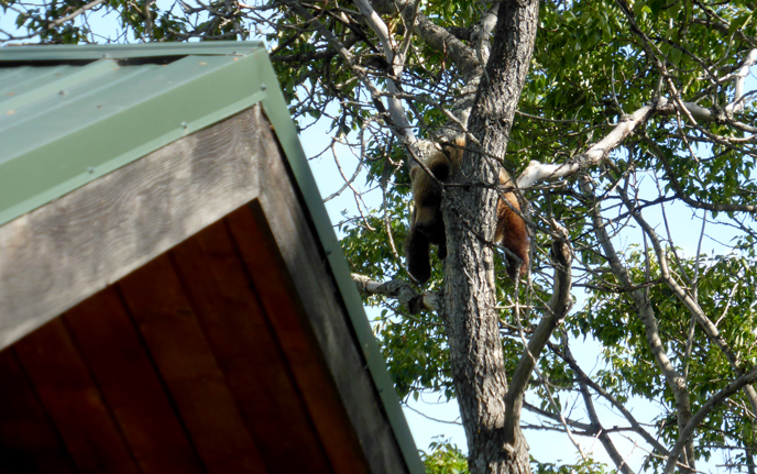 402's yearling cub in a tree at Brooks Lodge