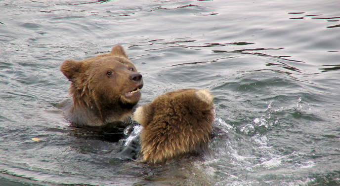 130 Tundra (left) with her littermate in 2008