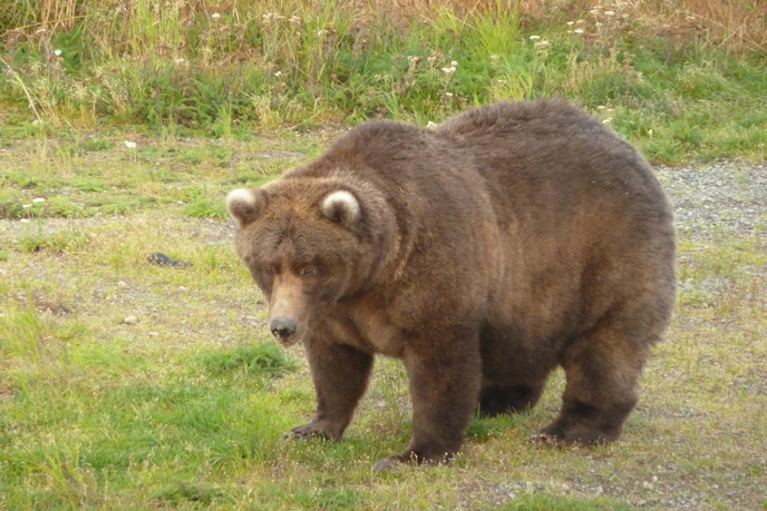 fat bear standing in grass