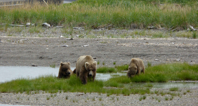 435 Holly walks with her adopted cub and biological cub