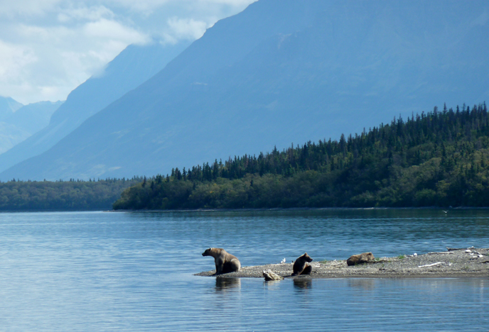 bear family sitting on edge of lake