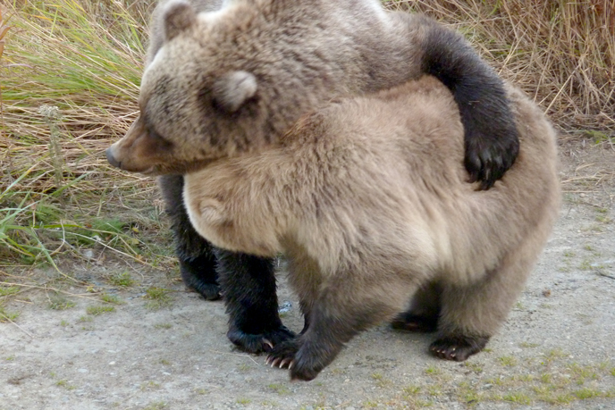 435 Holly's spring cub and adopted yearling play fight near the Lower River Platform at Brooks Camp