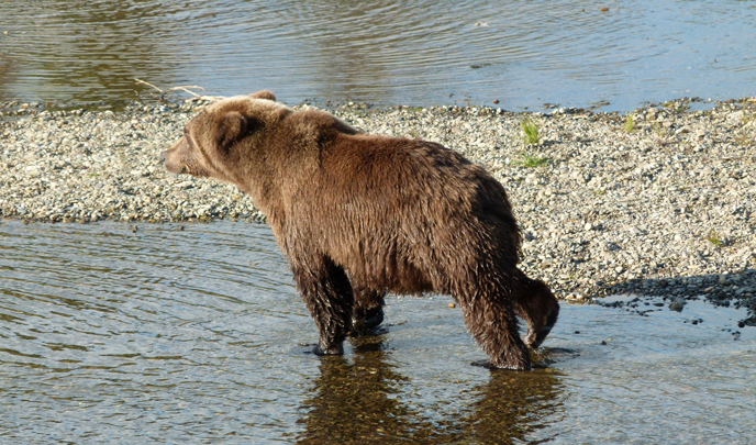 bear standing on three legs