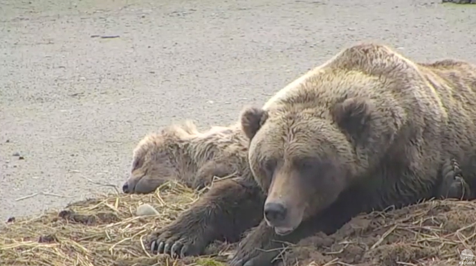 Mother bear resting near her dying cub