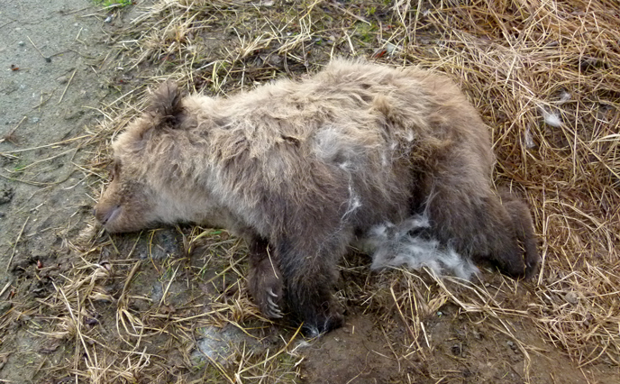 dead bear cub