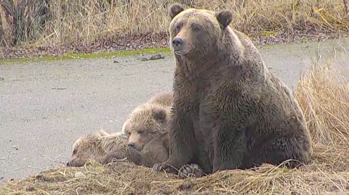 bear family sitting and lying in grass