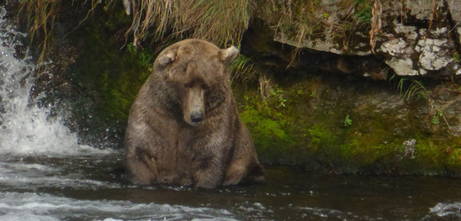 480-Otis-in-the-far-pool-at-Brooks-Falls-in-September