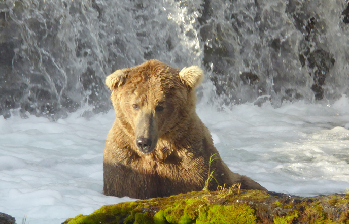 bear sitting at base of waterfall