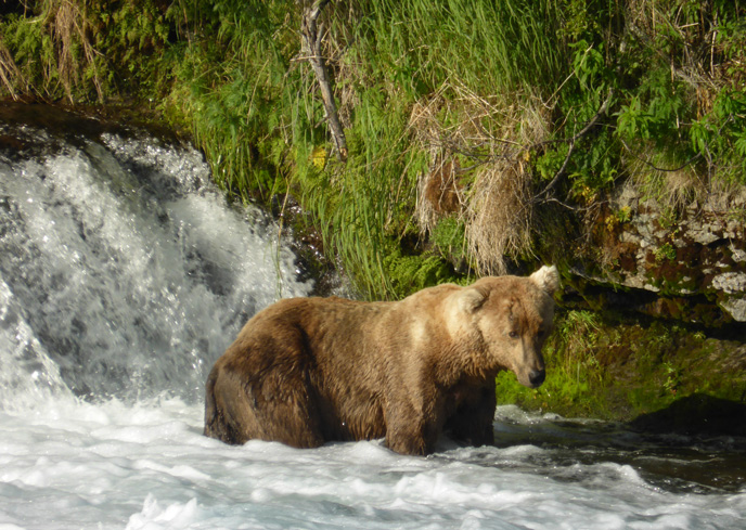 bear standing in water downstream of waterfall