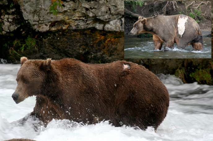 Bear with large wound on hip. Inset shows same bear with scar years later.