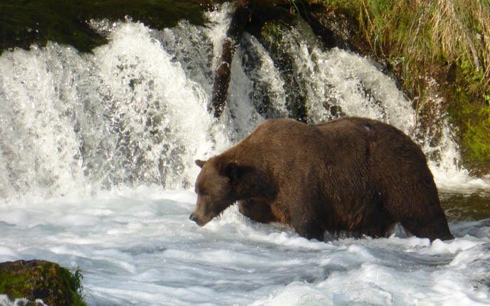 bear standing next to waterfall
