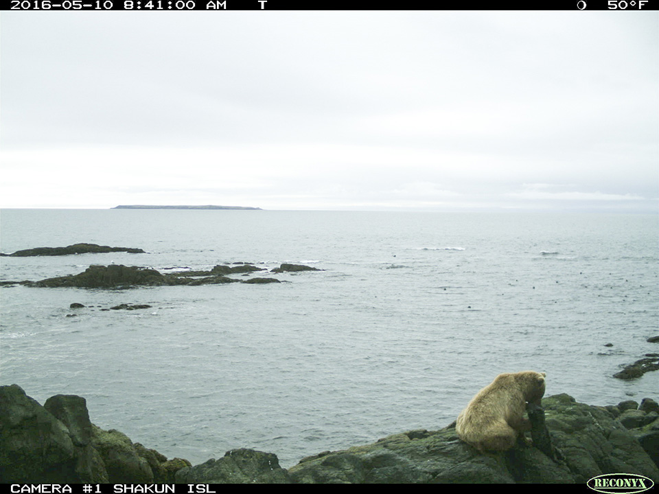 Trail camera view of brown bear eating a sea otter