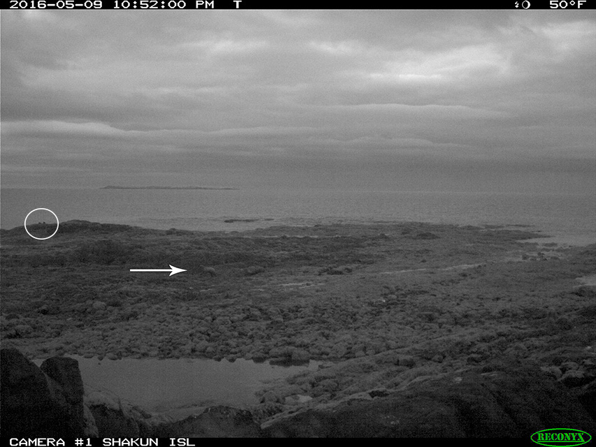 Trail camera image at night of lowtide reef